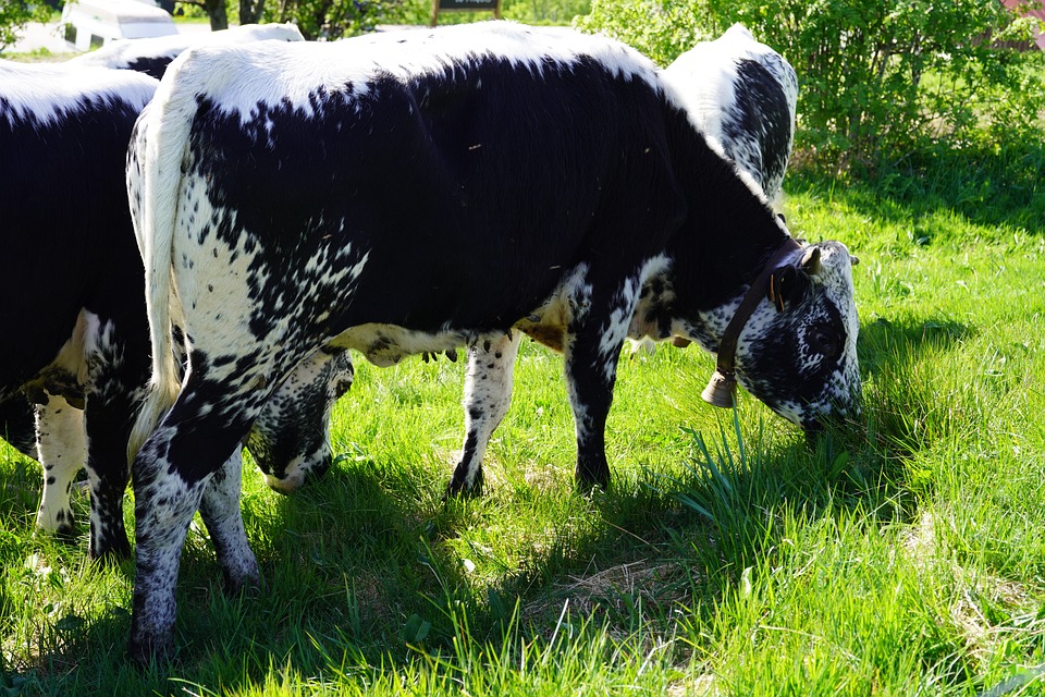 Vache vosgienne à La Bresse