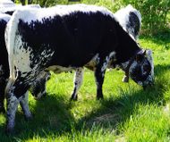 Vache vosgienne à La Bresse